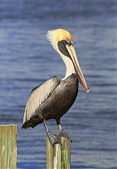 Brown Pelican